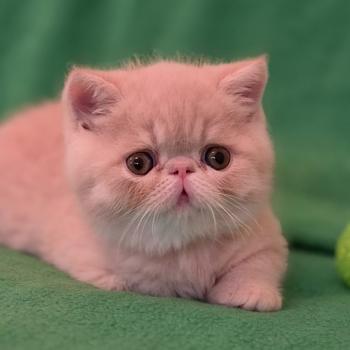 chaton Exotic Shorthair cream B... Chatterie Katzarolli