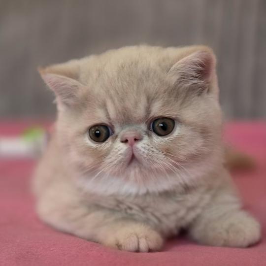 Bill Mâle Exotic Shorthair