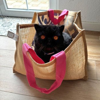 chaton Exotic Shorthair black Utah Chatterie Katzarolli