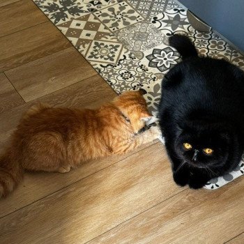 chaton Exotic Shorthair black Utah Chatterie Katzarolli chaton Exotic Shorthair black Utah Chatterie Katzarolli