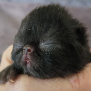 chaton Exotic Shorthair black collier gris Chatterie Katzarolli