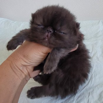 chaton Exotic Shorthair black collier gris Chatterie Katzarolli