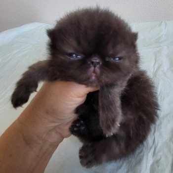 chaton Exotic Shorthair black collier gris Chatterie Katzarolli