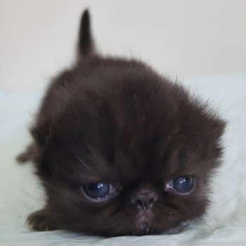 chaton Exotic Shorthair black collier gris Chatterie Katzarolli