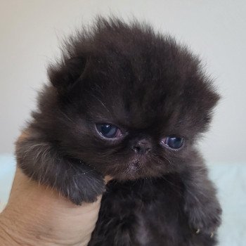 chaton Exotic Shorthair black collier gris Chatterie Katzarolli