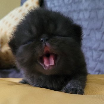 chaton Exotic Shorthair black collier gris Chatterie Katzarolli