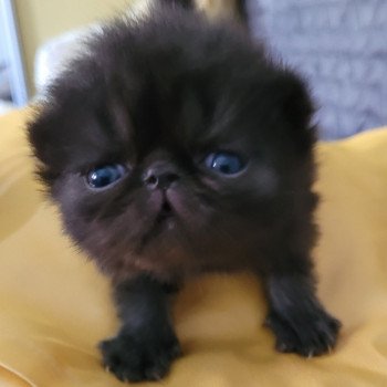 chaton Exotic Shorthair black collier gris Chatterie Katzarolli