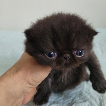 chaton Exotic Shorthair black collier gris Chatterie Katzarolli