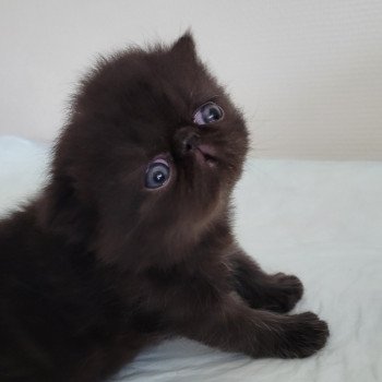 chaton Exotic Shorthair black collier gris Chatterie Katzarolli