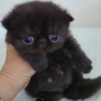 chaton Exotic Shorthair black collier gris Chatterie Katzarolli