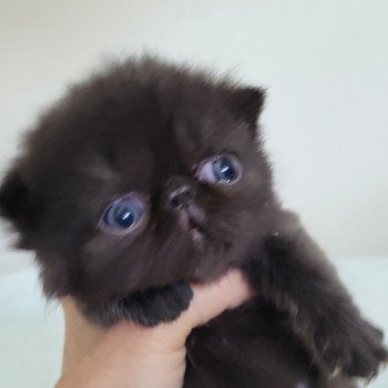 chaton Exotic Shorthair black collier gris Chatterie Katzarolli