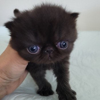 chaton Exotic Shorthair black collier gris Chatterie Katzarolli