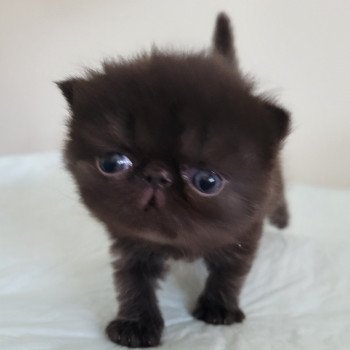 chaton Exotic Shorthair black collier gris Chatterie Katzarolli