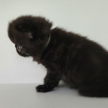 chaton Exotic Shorthair black collier gris Chatterie Katzarolli