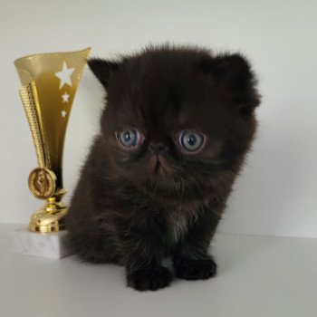 chaton Exotic Shorthair black collier gris Chatterie Katzarolli