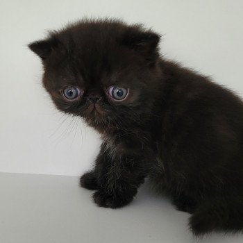 chaton Exotic Shorthair black collier gris Chatterie Katzarolli