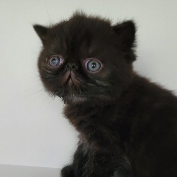 chaton Exotic Shorthair black collier gris Chatterie Katzarolli