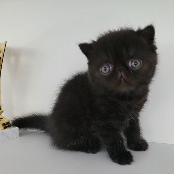 chaton Exotic Shorthair black Utah Chatterie Katzarolli