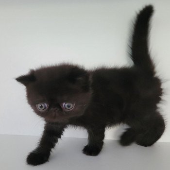 chaton Exotic Shorthair black Utah Chatterie Katzarolli