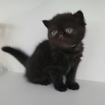 chaton Exotic Shorthair black Utah Chatterie Katzarolli