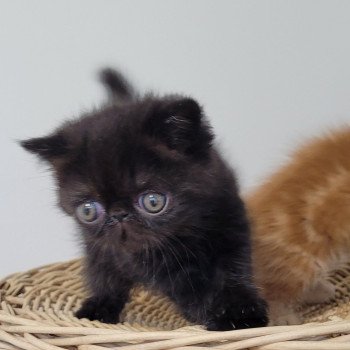 chaton Exotic Shorthair black Utah Chatterie Katzarolli