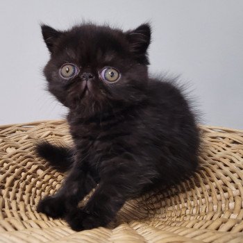 chaton Exotic Shorthair black Utah Chatterie Katzarolli