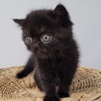 chaton Exotic Shorthair black Utah Chatterie Katzarolli