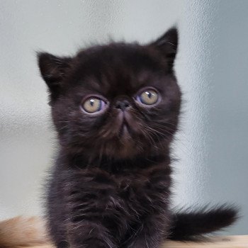 chaton Exotic Shorthair black Utah Chatterie Katzarolli