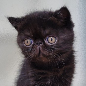 chaton Exotic Shorthair black Utah Chatterie Katzarolli