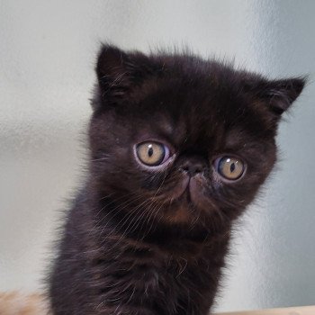 chaton Exotic Shorthair black Utah Chatterie Katzarolli