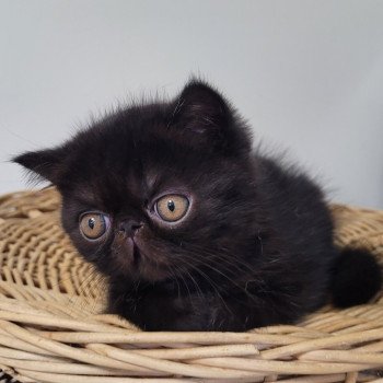 chaton Exotic Shorthair black Utah Chatterie Katzarolli