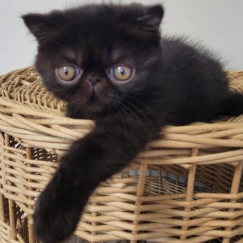 chaton Exotic Shorthair black Utah Chatterie Katzarolli