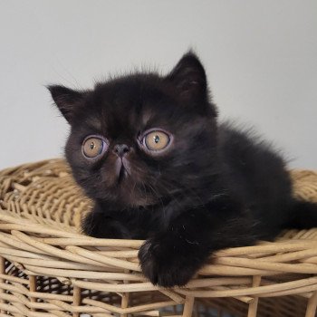 chaton Exotic Shorthair black Utah Chatterie Katzarolli