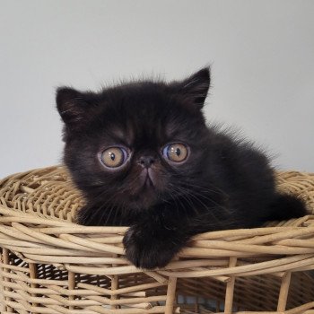 chaton Exotic Shorthair black Utah Chatterie Katzarolli