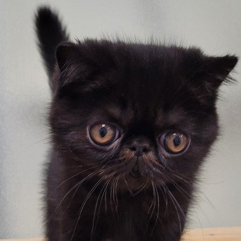 chaton Exotic Shorthair black Utah Chatterie Katzarolli