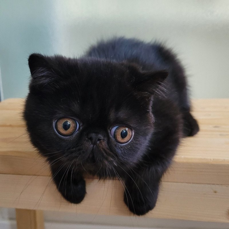 Utah Mâle Exotic Shorthair