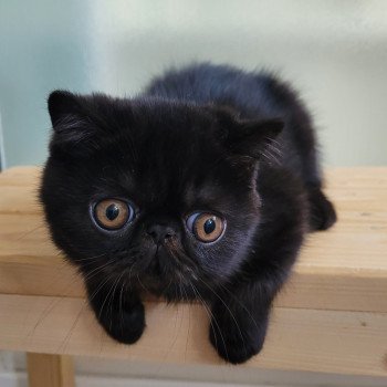 chaton Exotic Shorthair black Utah Chatterie Katzarolli