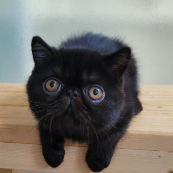 chaton Exotic Shorthair black Utah Chatterie Katzarolli