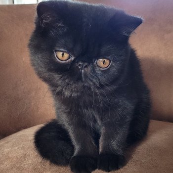 chaton Exotic Shorthair black Utah Chatterie Katzarolli