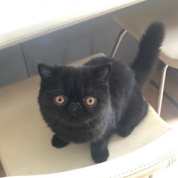 chaton Exotic Shorthair black Utah / Kobe Chatterie Katzarolli