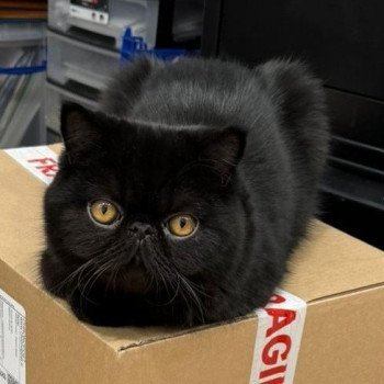 chaton Exotic Shorthair black Utah Chatterie Katzarolli