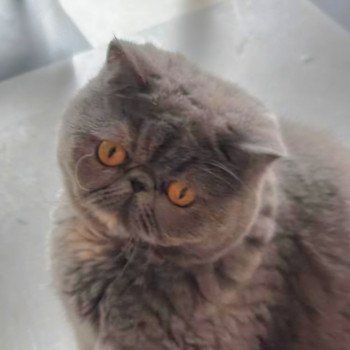chaton Exotic Shorthair blue tortie Uguett Chatterie Katzarolli chaton Exotic Shorthair blue tortie Uguett Chatterie Katzarolli