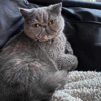 chaton Exotic Shorthair blue tortie Uguett Chatterie Katzarolli chaton Exotic Shorthair blue tortie Uguett Chatterie Katzarolli