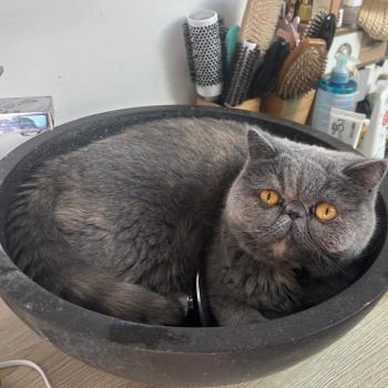 chaton Exotic Shorthair blue tortie Uguett Chatterie Katzarolli