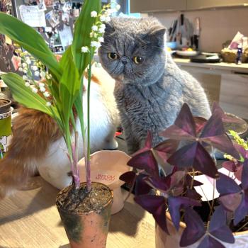 chaton Exotic Shorthair blue tortie Uguett Chatterie Katzarolli