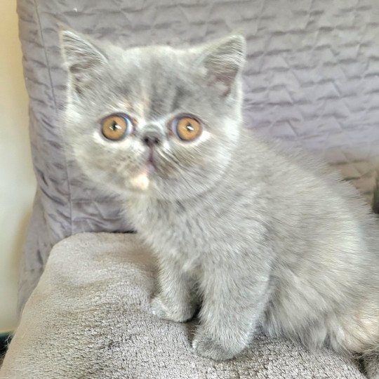 Uguett Femelle Exotic Shorthair