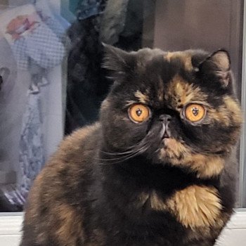 chaton Exotic Shorthair black tortie Une Cannelle Chatterie Katzarolli