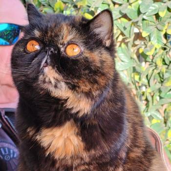 chaton Exotic Shorthair black tortie Une Cannelle Chatterie Katzarolli