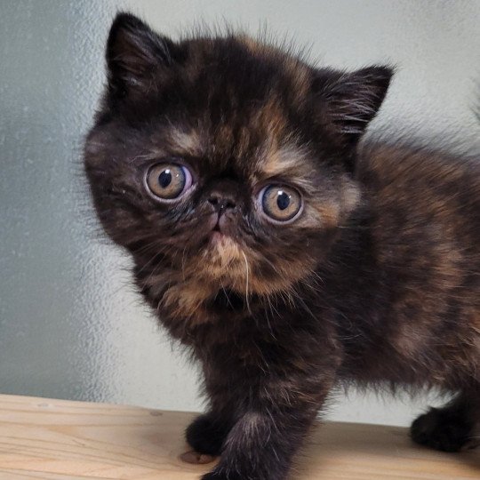 Une Cannelle Femelle Exotic Shorthair