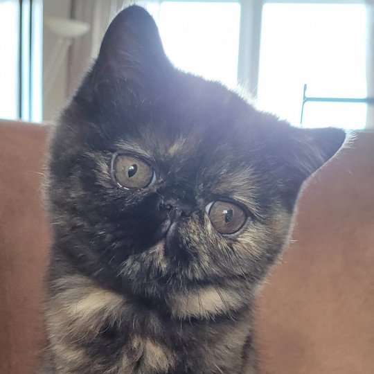 Une Cannelle Femelle Exotic Shorthair